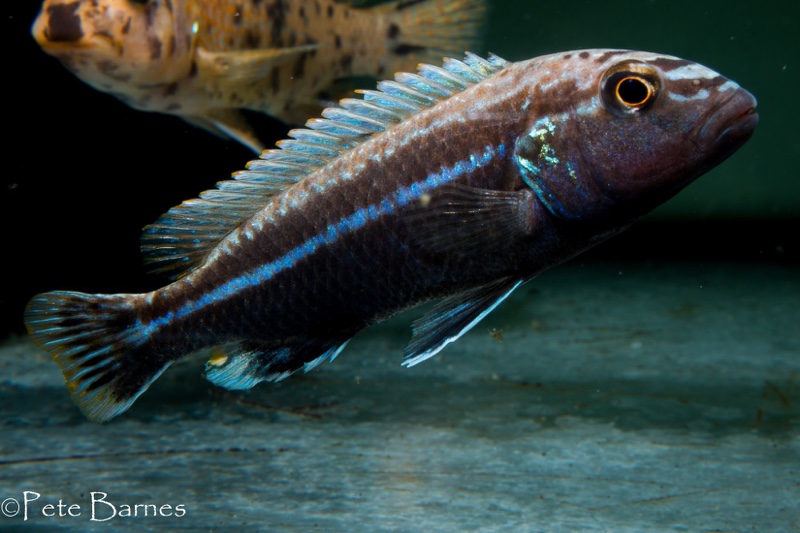 Melanochromis dialeptos 'Gome Rock'